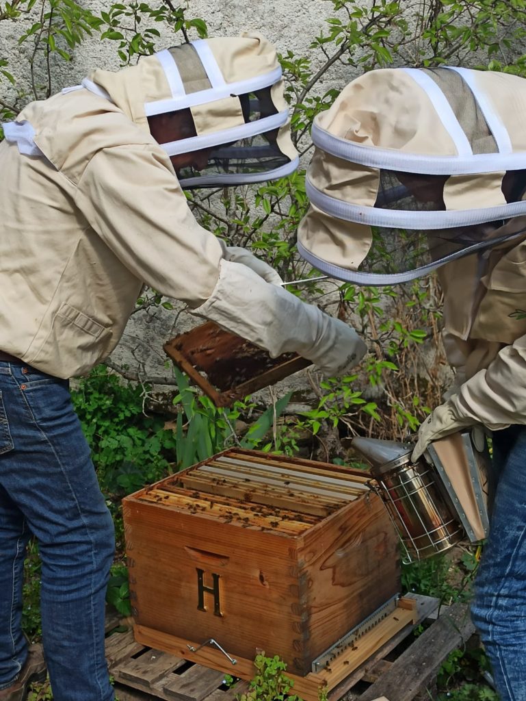 La récolte du miel : nos secrets d'apiculteurs